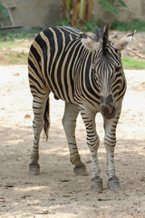 Fototapeta na wymiar The burchell zebra in farm