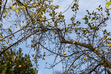 Apfelbaumast im Winter mit den letzten Äpfel auf dem Hintergrund eines blauen Himmel