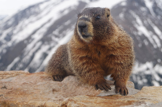 Yellow-bellied marmot (Marmota flaviventris) cute furry rodent in American Rockies	