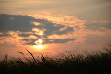 Fototapeta na wymiar sunset over ears of wheat 