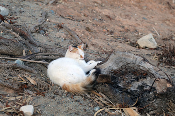 Homeless street cat photographed in the island of Cyprus. This cat is cute with its multicolored white, brown and black fur. The cat is relaxing on a stone fence during a warm afternoon. Color photo.