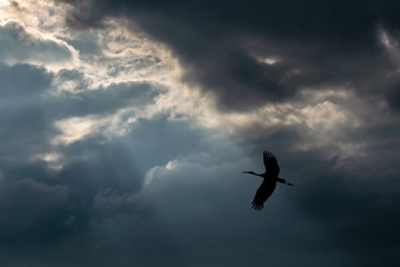 bird and the amazing sun rays
