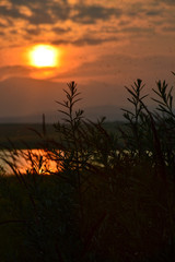 sunset over ears of  wheat 