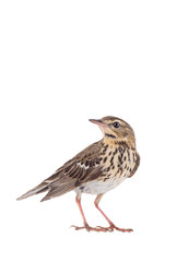 Tree Pipit (Anthus trivialis) isolated on a white background