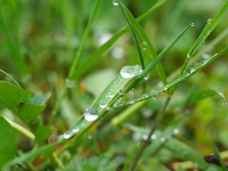 dew on grass