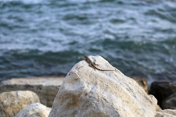 Cute small lizard on a rock during a hot sunny day in Cyprus. In the foreground there is rocks and the lizard and in the background Mediterranean Sea with some small waves. Color image.