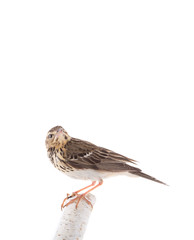 Tree Pipit (Anthus trivialis) isolated on a white background