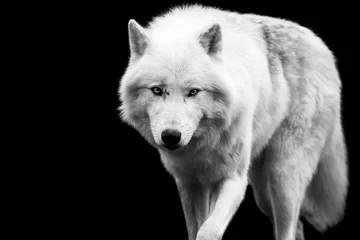 Foto op Plexiglas White wolf with a black background © AB Photography