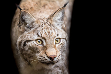 Naklejka premium Lynx with a black background