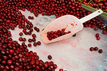 Fresh red sour cherries at a farmers market