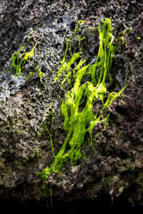 Texture of drying green algae on a black rock