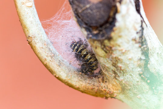 Caterpillar in a tree preparing for pupation