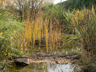 Creek with vegetation and yellow herbs in autumn
