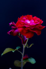 色気のあるバラのイメージ 2 セクシーな印象の薔薇の花 アダルトな印象のばら