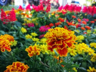 flowers in the garden