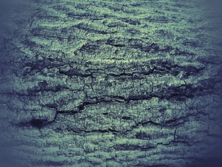 abstract bark background