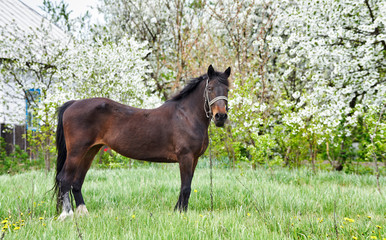 Brown horse with long black mane on meadow. Beautiful horse grazing on pasture at countryside