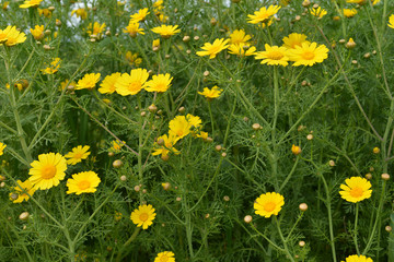 Fototapeta premium chamomile field, Cyprus