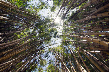 Low Angle View of Bamboo Forest