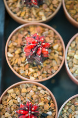 Gymnocalycium cactus in flower pot