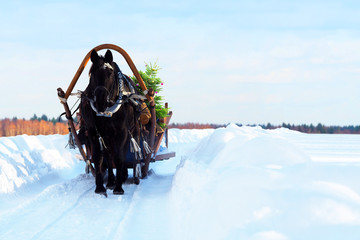 Christmas sleigh with one black horse running on white snow. Preparing for the new year. A horse...