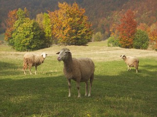 Obraz premium forest