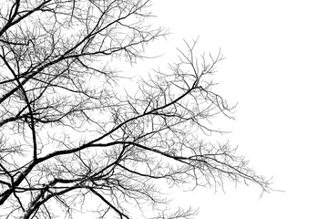 Black and white tree branch silhouette on a white background