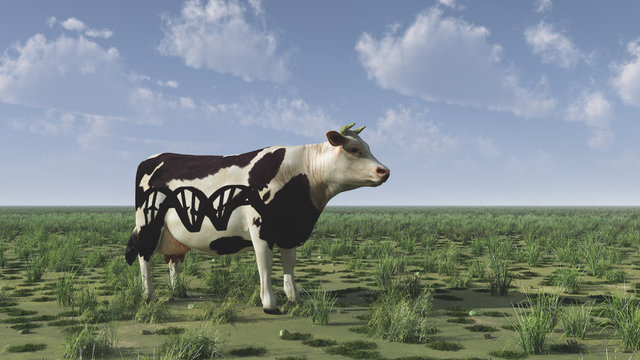 Cow with DNA strand sign