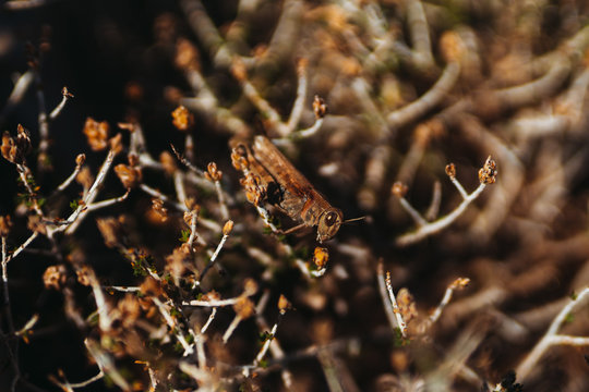 Grasshopper