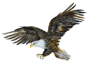 Eagle in flight, watercolor Illustration on white background