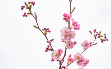 pink blooming flowers on the cherry tree