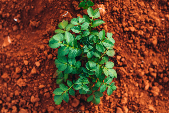 Potato plants