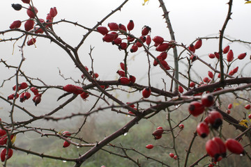 mystic morning with fog and dew over red hawthorn berries