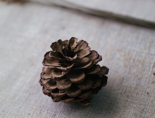 Pine Cone  Decorations on canvas background photo