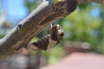 Oruga de mariposa limonera papilio a punto de ser Crisalida 01
