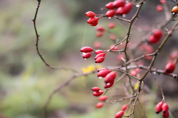 banner for poetic nature with dewy red berries, hawthorn food