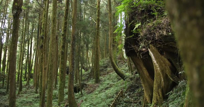 Ancient forest with giant tree trunks at Alishan National Scenic Area in Taiwan, ROC. 