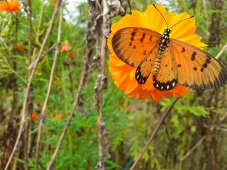 butterfly on flower
