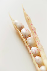 Red speckled white kidney bean