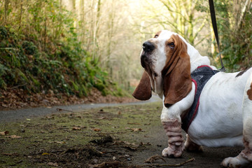 dog, basset hound walnking in park