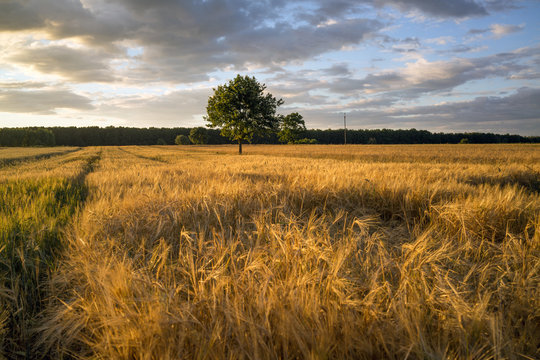 grain field near Lipce Reymontowskie, Poland