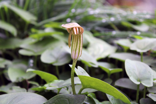Arisarum alto sopra le foglie con rugiada