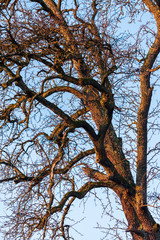 Autumn tree