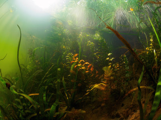 Underwater world. The coastal part of the river with algae is illuminated by solar rays.