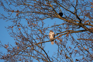 young predator bird on a branch of a tree