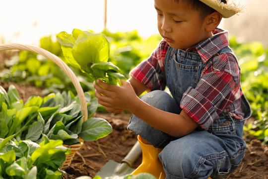 An Asian boy is picking vegetables from a plot in a organic house.