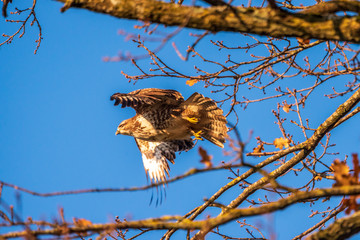 young predator bird flying away from a branch of a tree