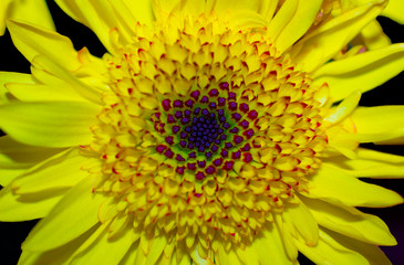 closeup of a yellow daisy flower