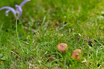 Mushrooms at autumn time in the field, wild nature