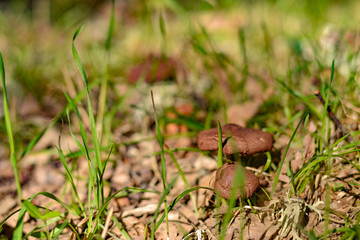 Mushrooms at autumn time in the field, wild nature